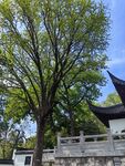 古树下的中式建筑景致