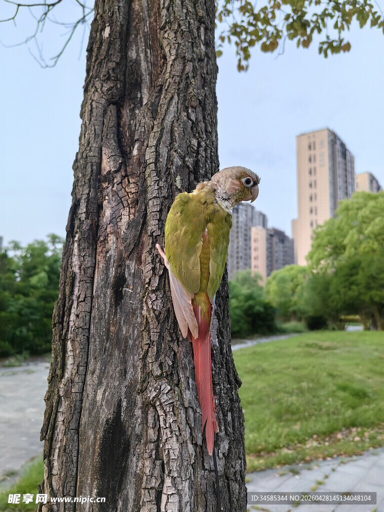 树上的多彩鹦鹉