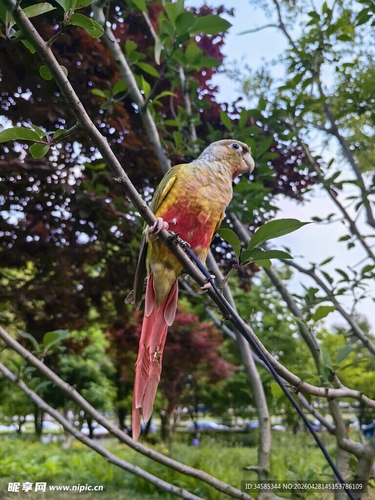 色彩艳丽鹦鹉栖于枝头