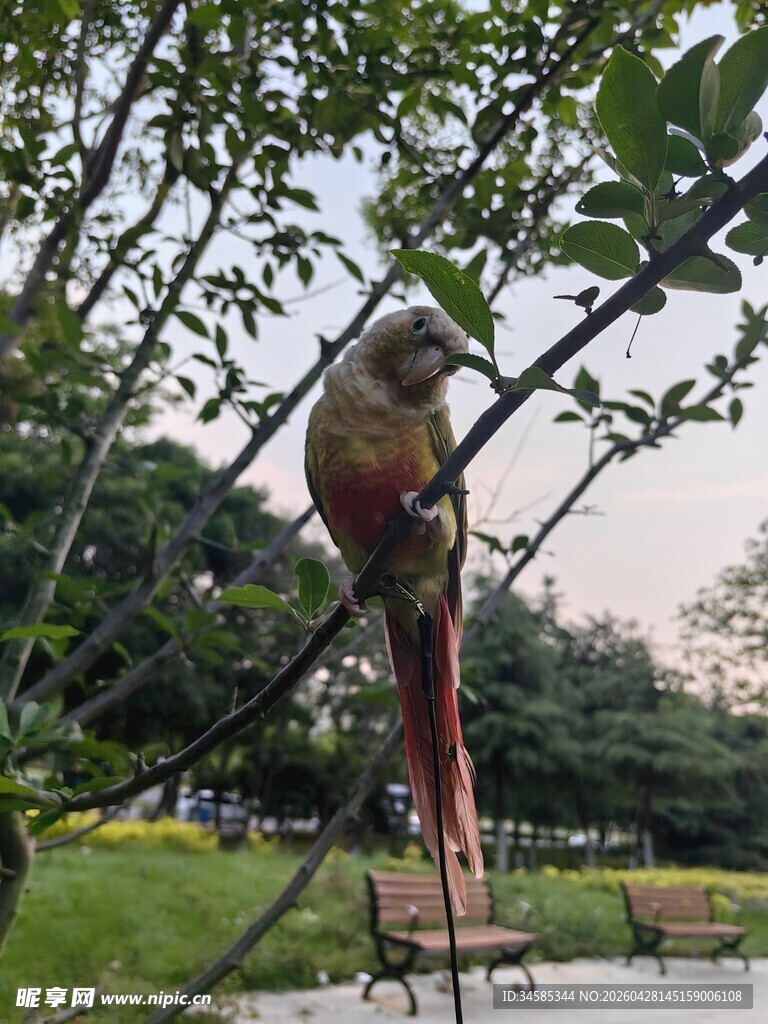 枝头彩鸟栖于绿树间
