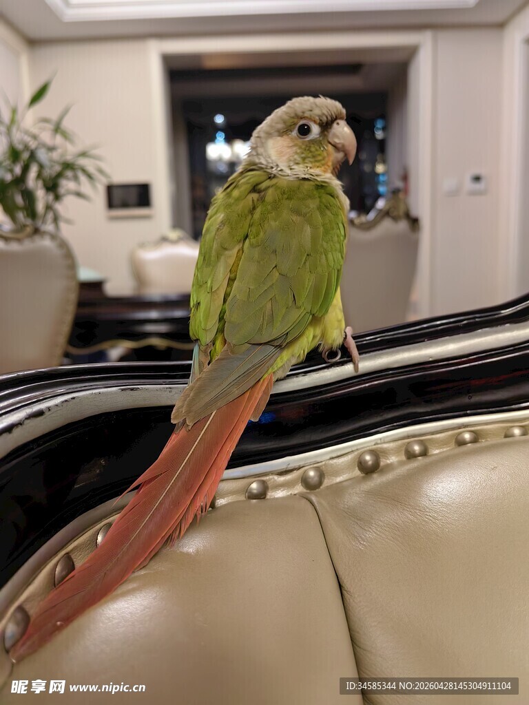 绿鹦鹉栖息在沙发扶手上