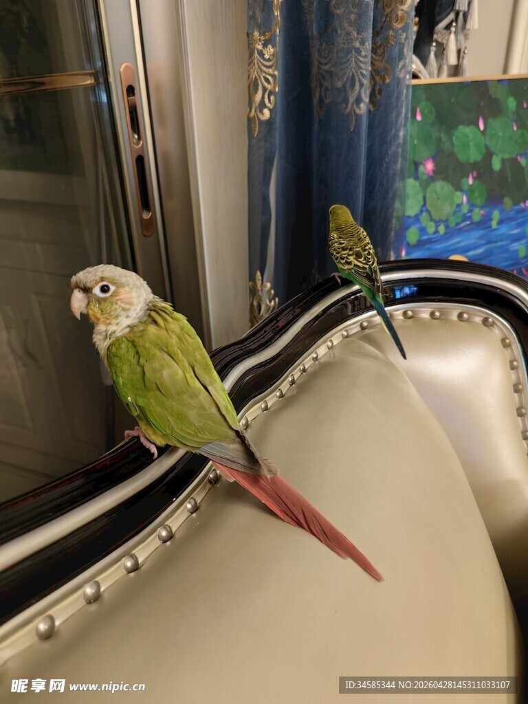 两只鹦鹉栖于沙发之上