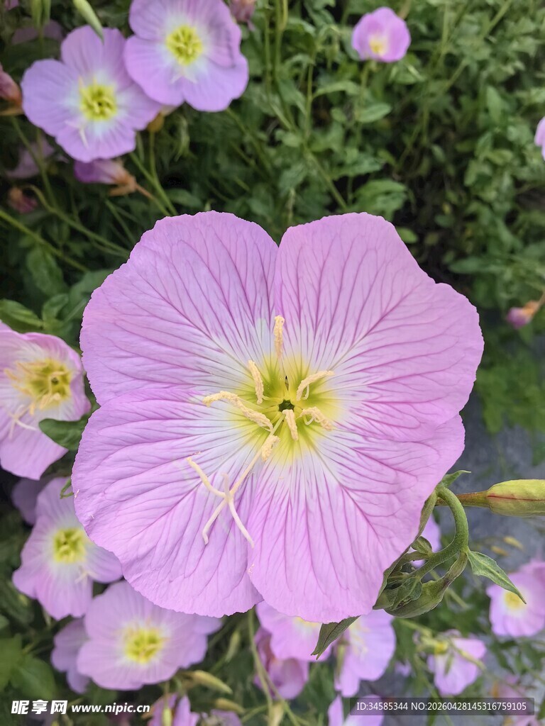 美丽月见草绽放