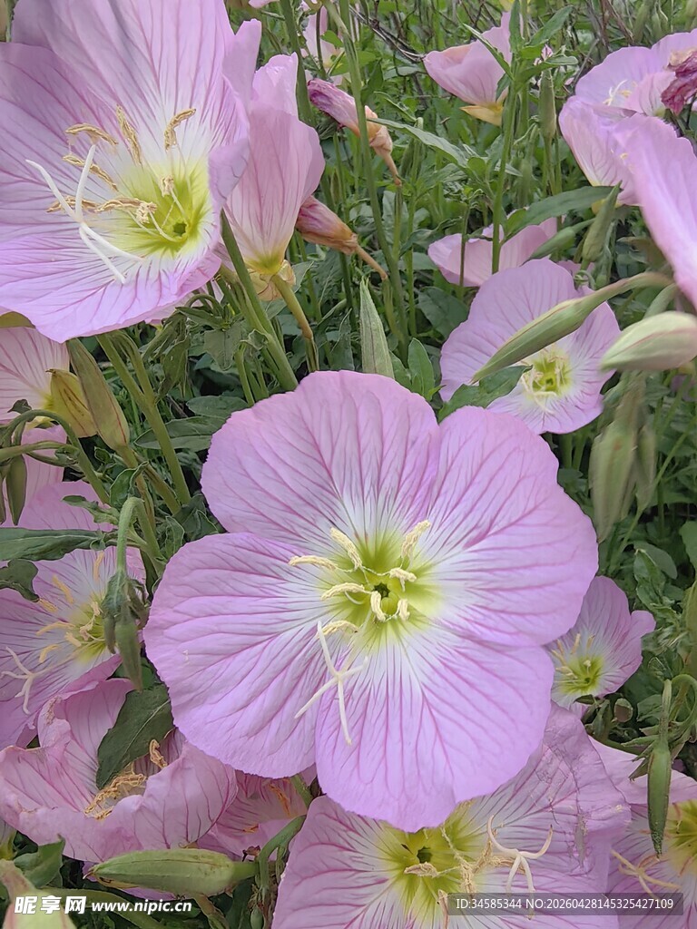 粉色旋花绽放美丽瞬间
