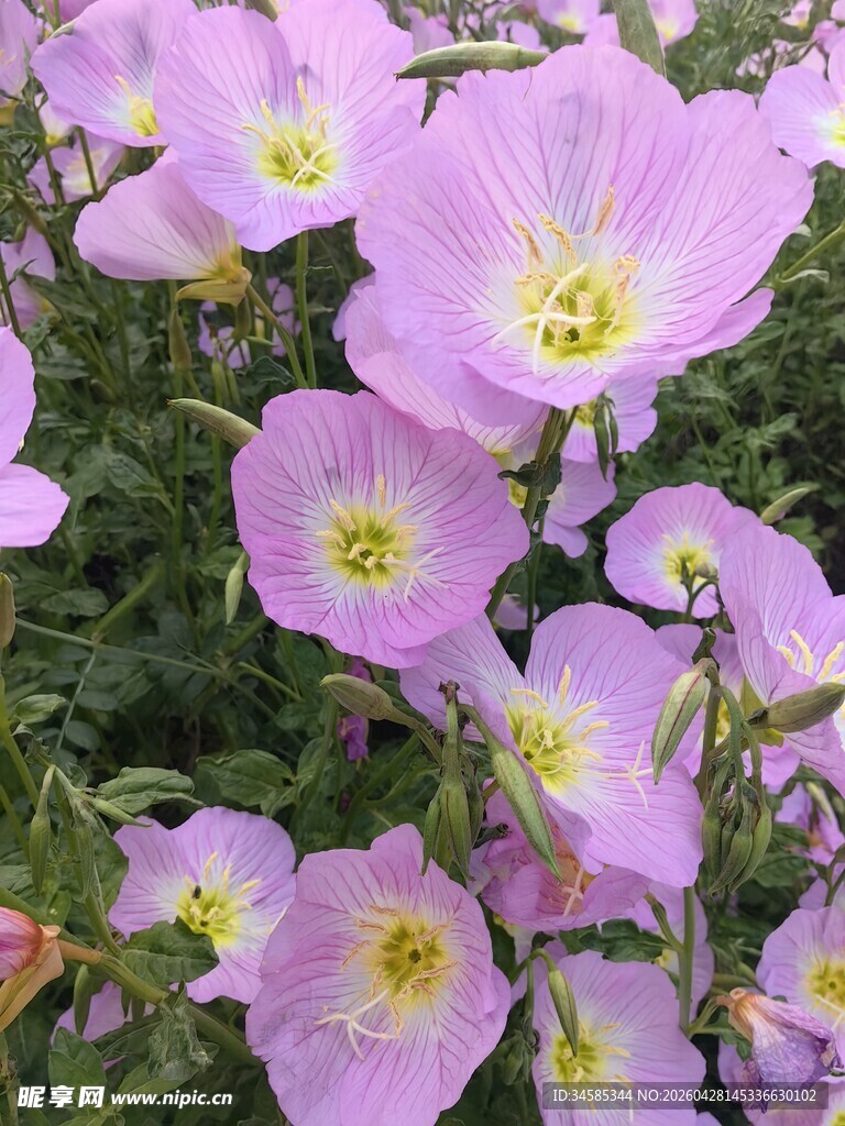 粉色美丽旋花绽放