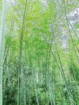 阳光竹林