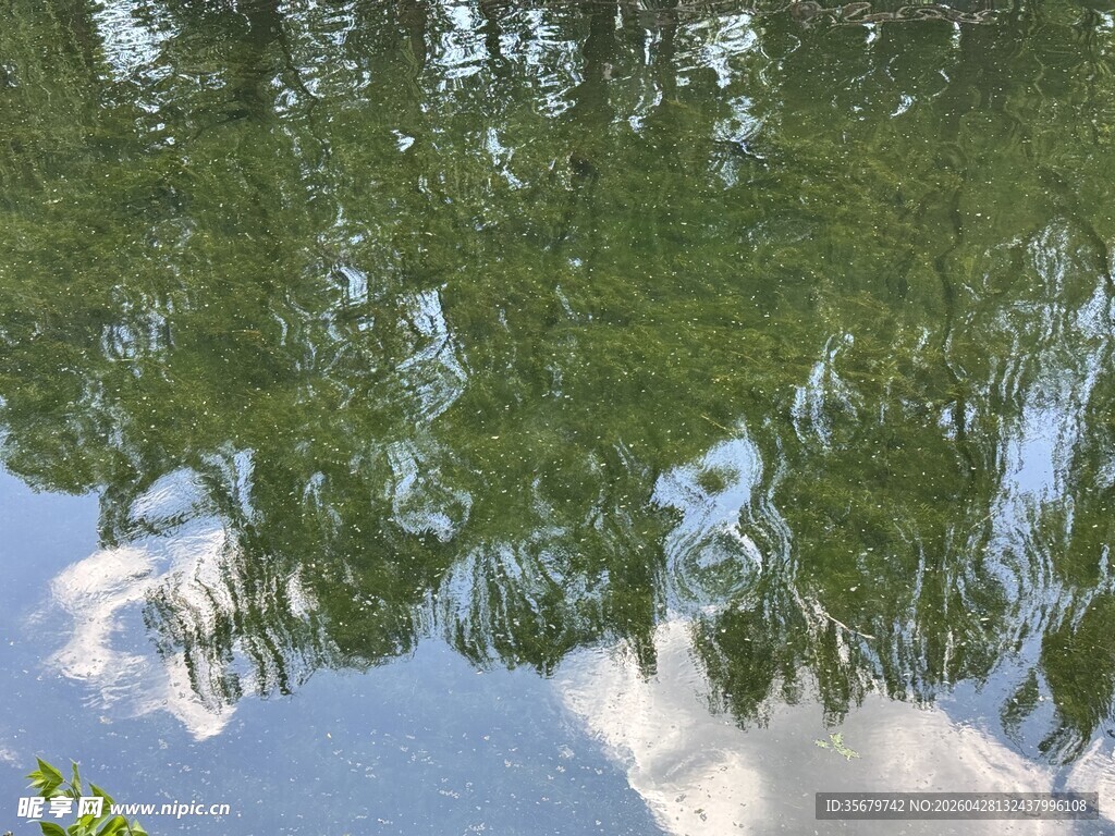湖面倒映的葱郁绿树