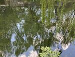 湖畔垂柳倒映水中美景