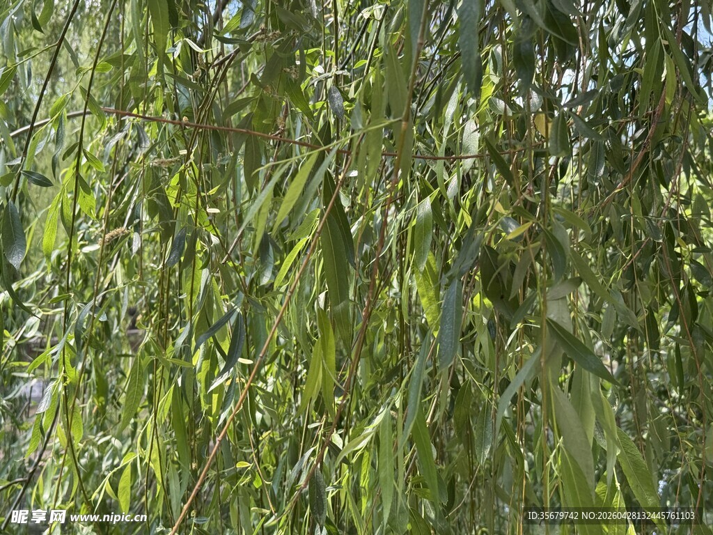 垂柳绿意浓