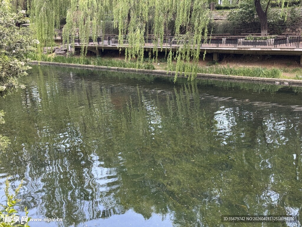 湖畔垂柳映绿水
