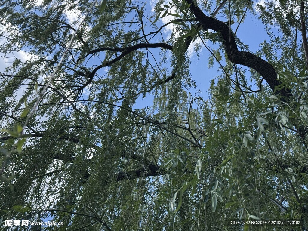 垂柳依依蓝天相伴