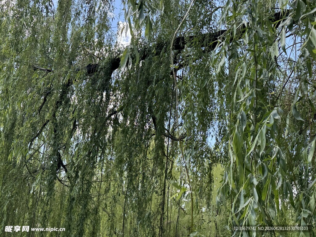 垂柳摇曳的自然景致