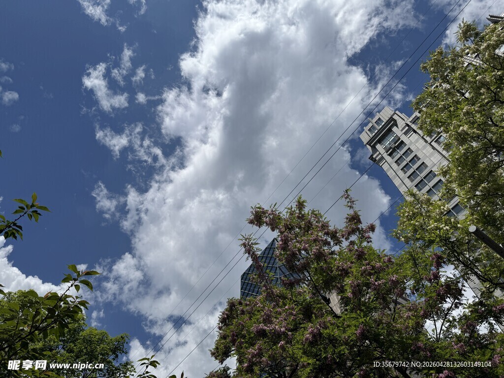 蓝天白云下的城市树梢