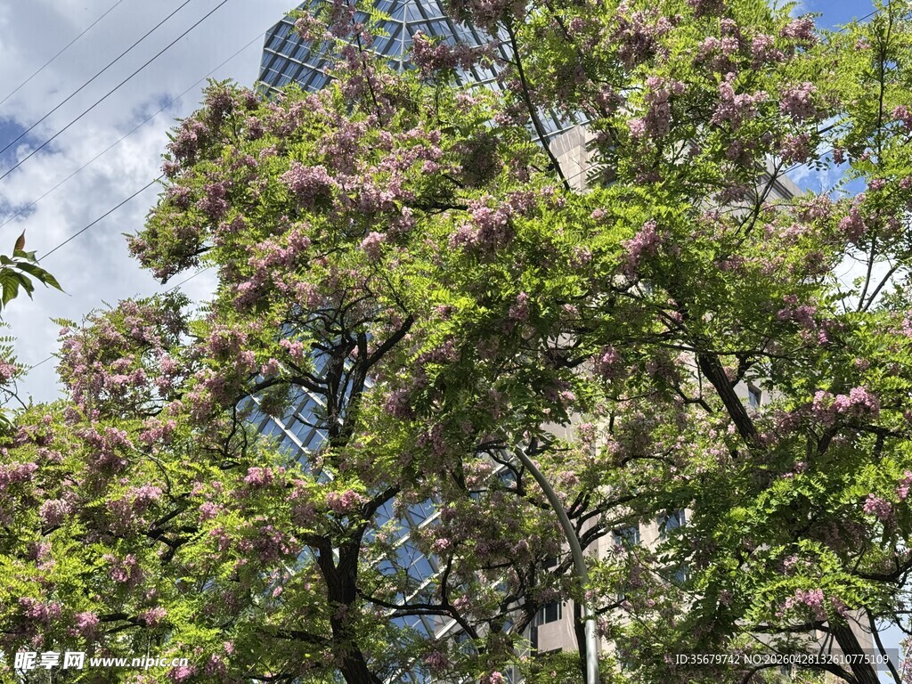 繁花满树的葱郁树木