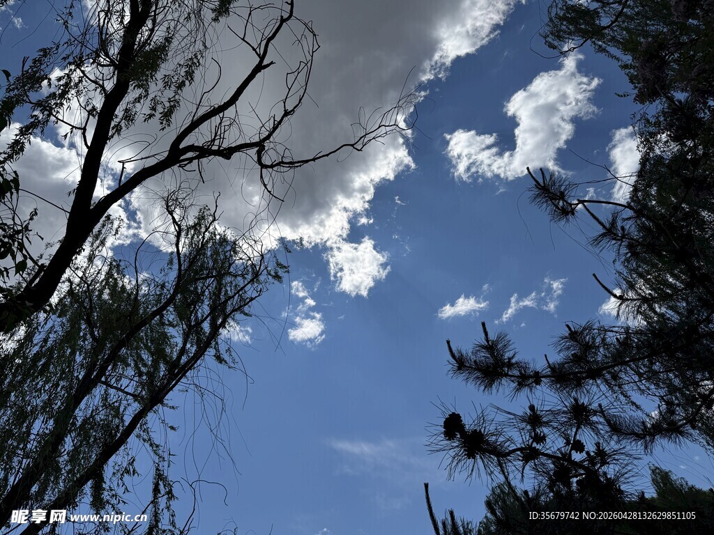 蓝天枯枝间的自然景致