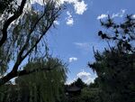 蓝天垂柳下的静谧景致