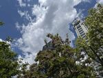 城市中蓝天白云绿树景观