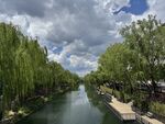 河畔垂柳美景