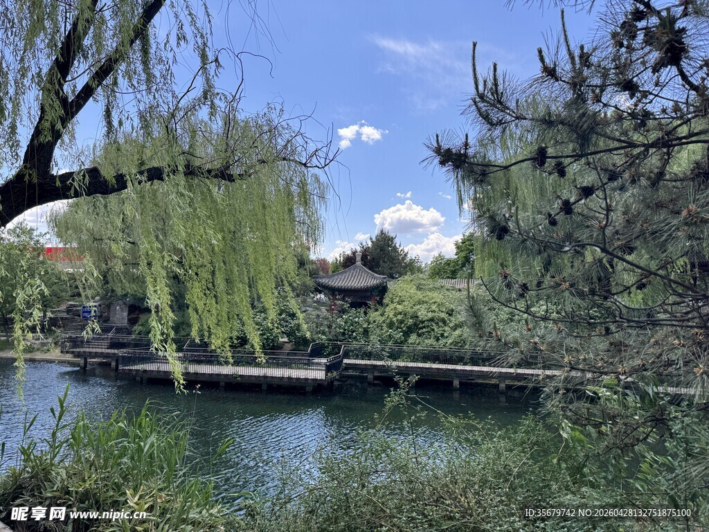 湖畔柳枝垂园林景致美