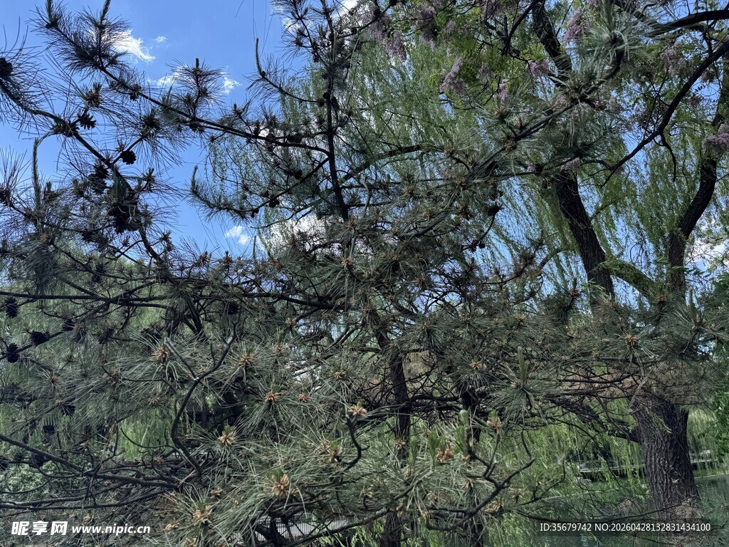 松树枝丫间的蓝天景致