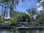 湖畔垂柳下的静谧景致