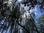 垂柳映蓝天枝蔓轻垂
