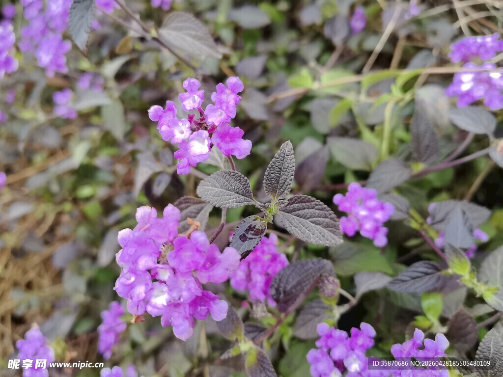 紫色小花绽放于绿叶间