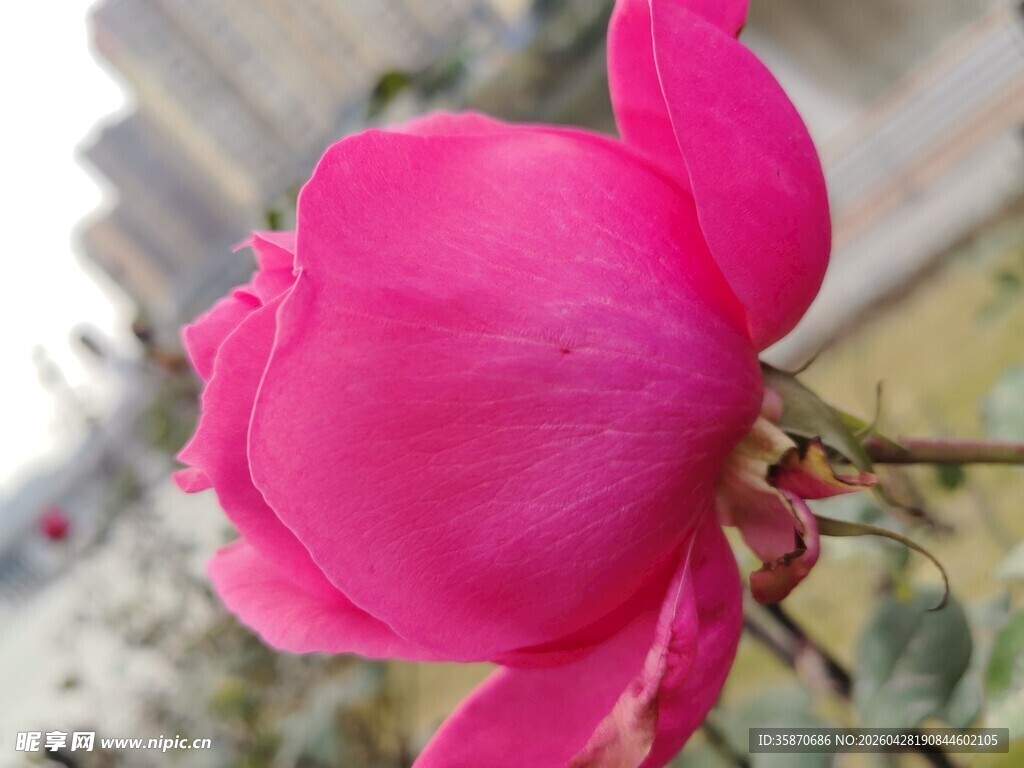 娇艳粉色月季花特写