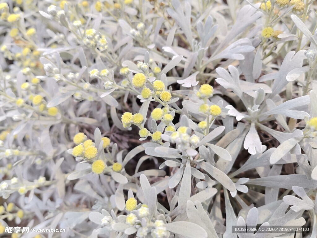 银叶植物中的黄色小花