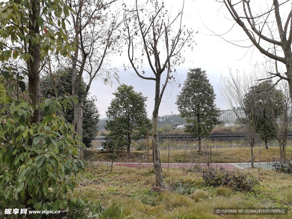 冬日旷野中的稀疏树木