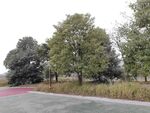 户外秋日绿植道路景观