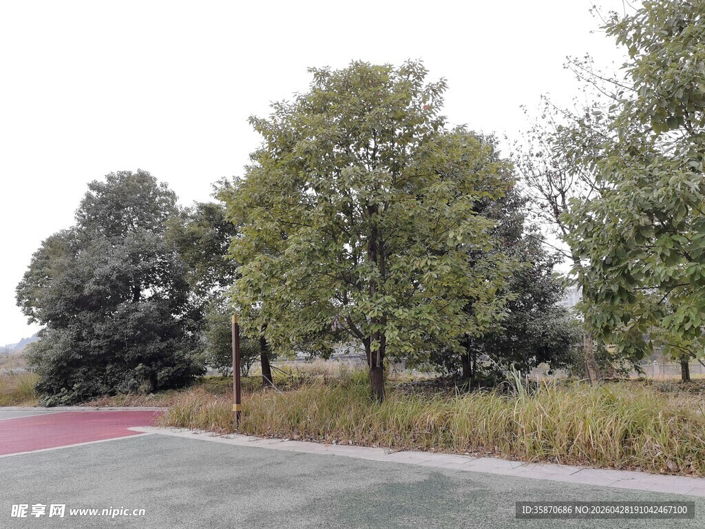 户外秋日绿植道路景观