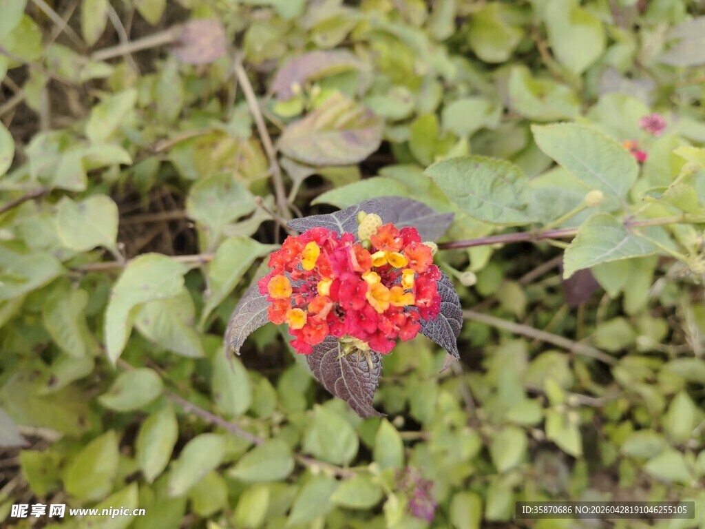 绿叶丛中的多彩花朵