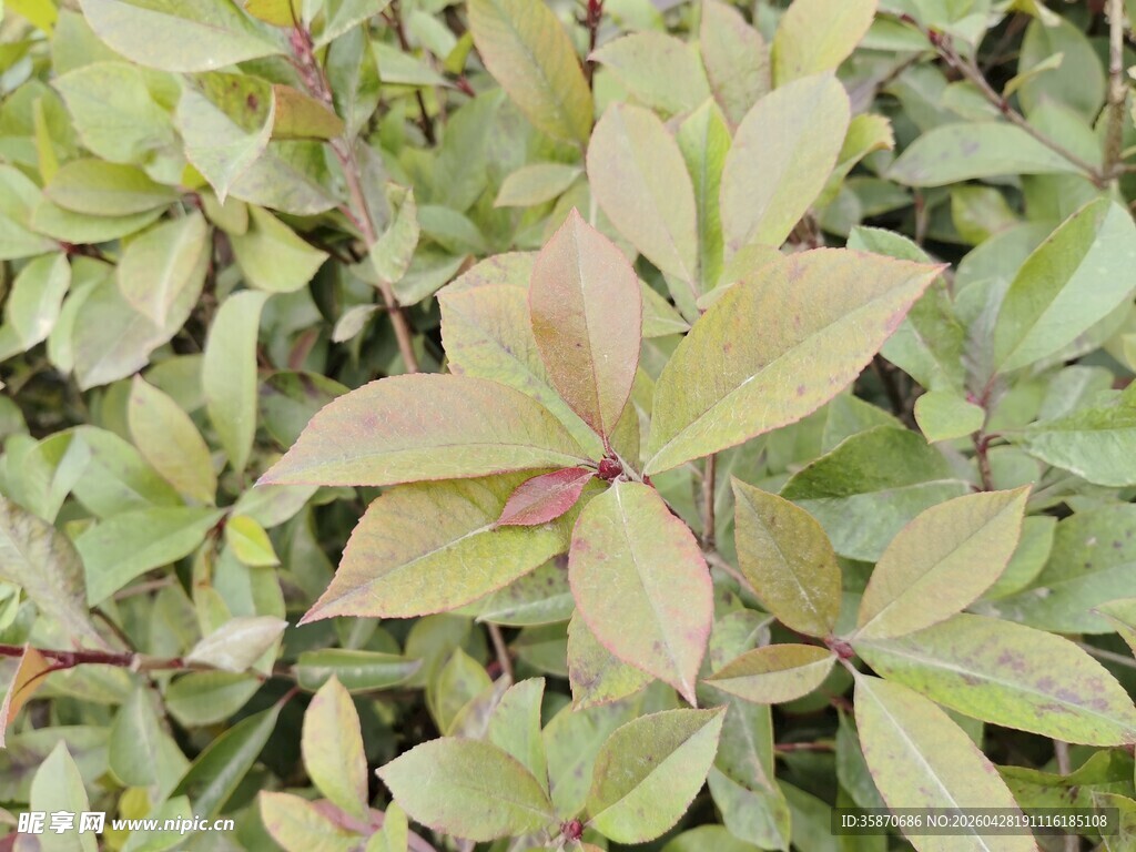 嫩绿带粉的植物叶片