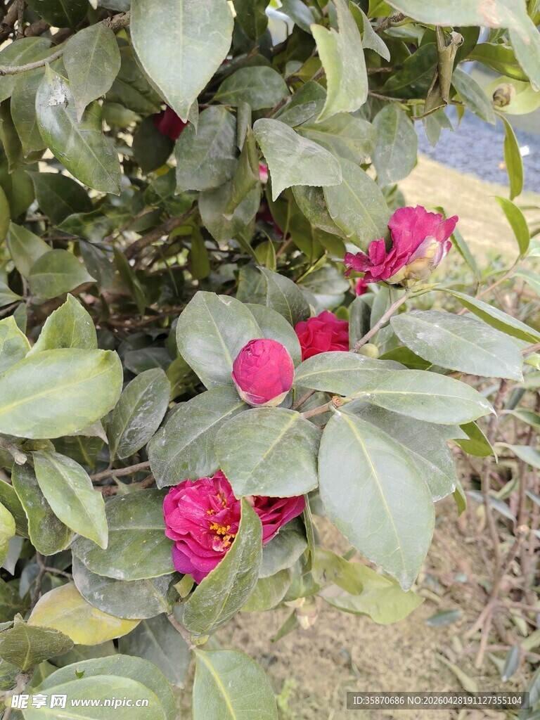 绿叶间绽放的艳丽红山茶花