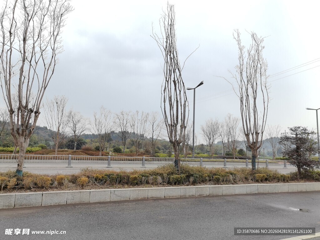 冬日路边的萧瑟树木景观