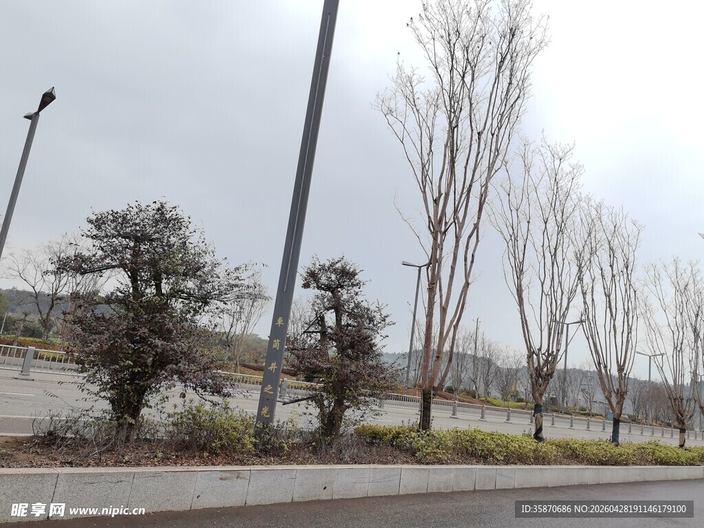 冬日路边的树木景观