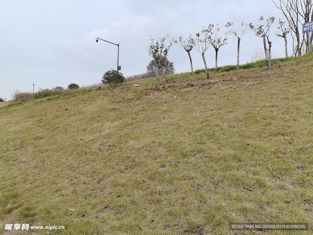 山坡上的稀疏树木与草地