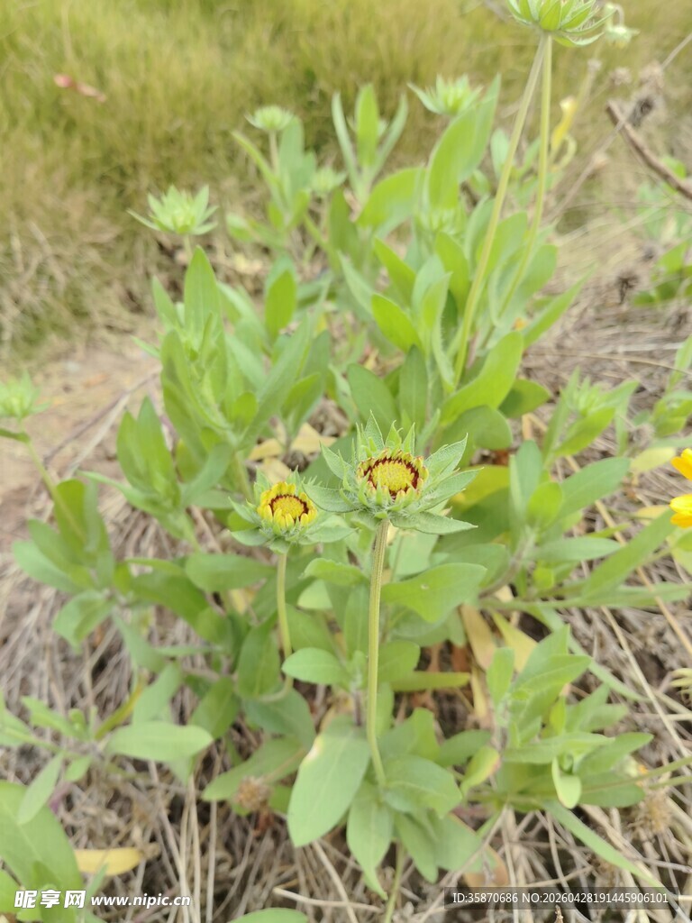 野外绽放的黄色小花植株