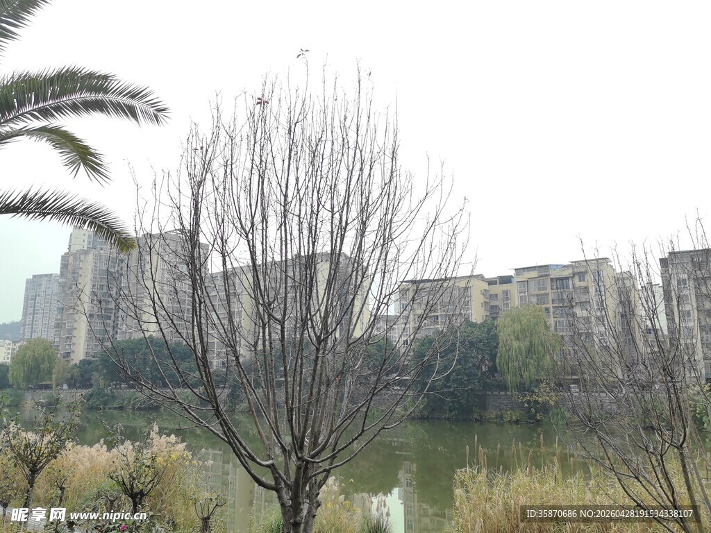湖畔枯树与远处建筑景观
