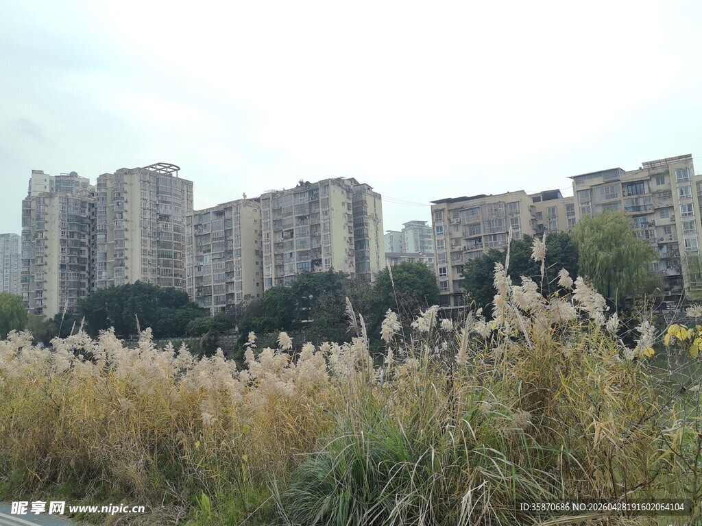城市边的芦苇丛景观