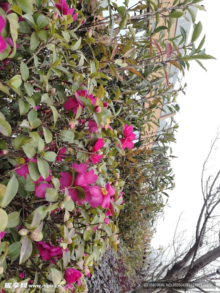 繁花满枝的艳丽花卉