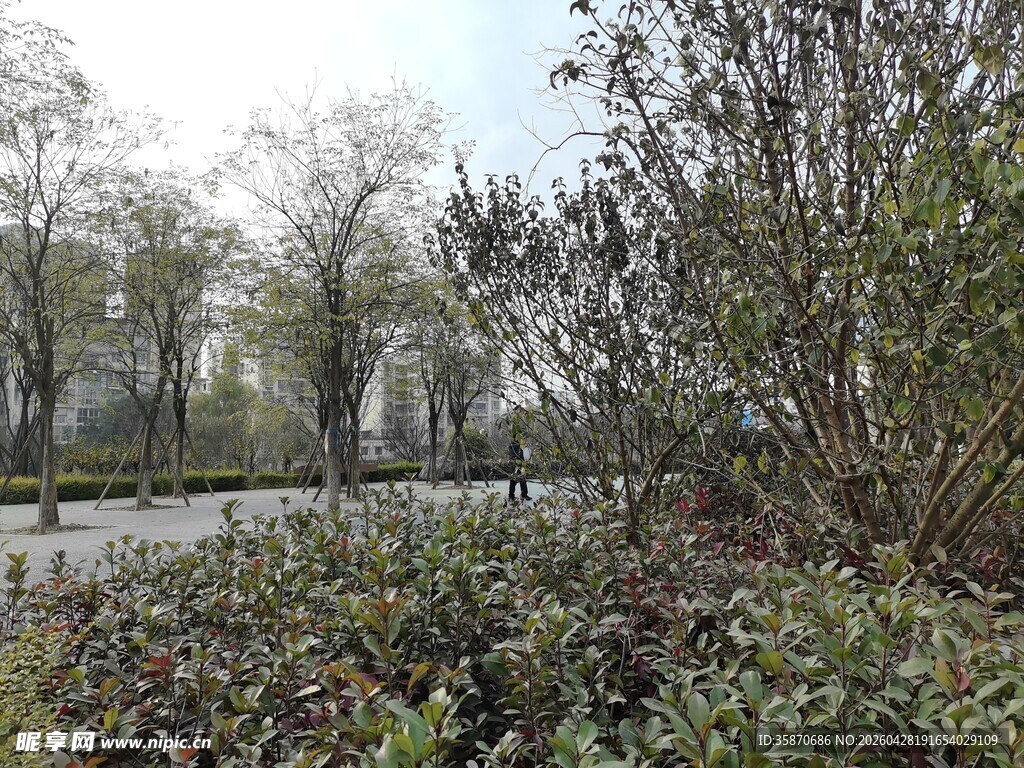 郊外繁茂绿植景观