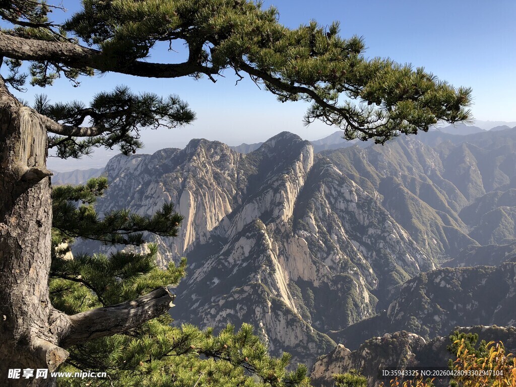 巍峨华山景 苍松伴奇峰