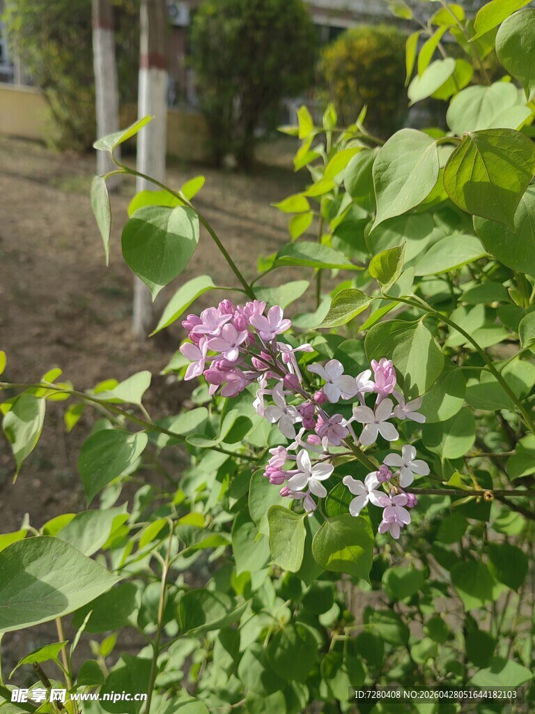绿叶丛中的紫色花卉