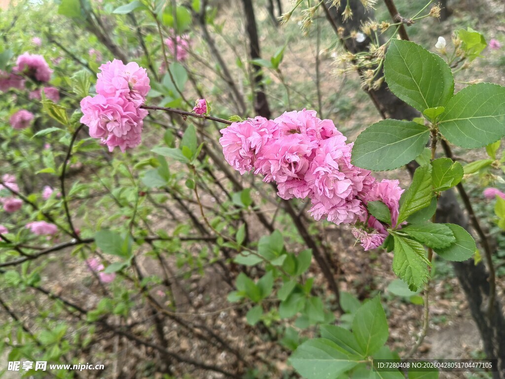 粉色繁花绽放于林间
