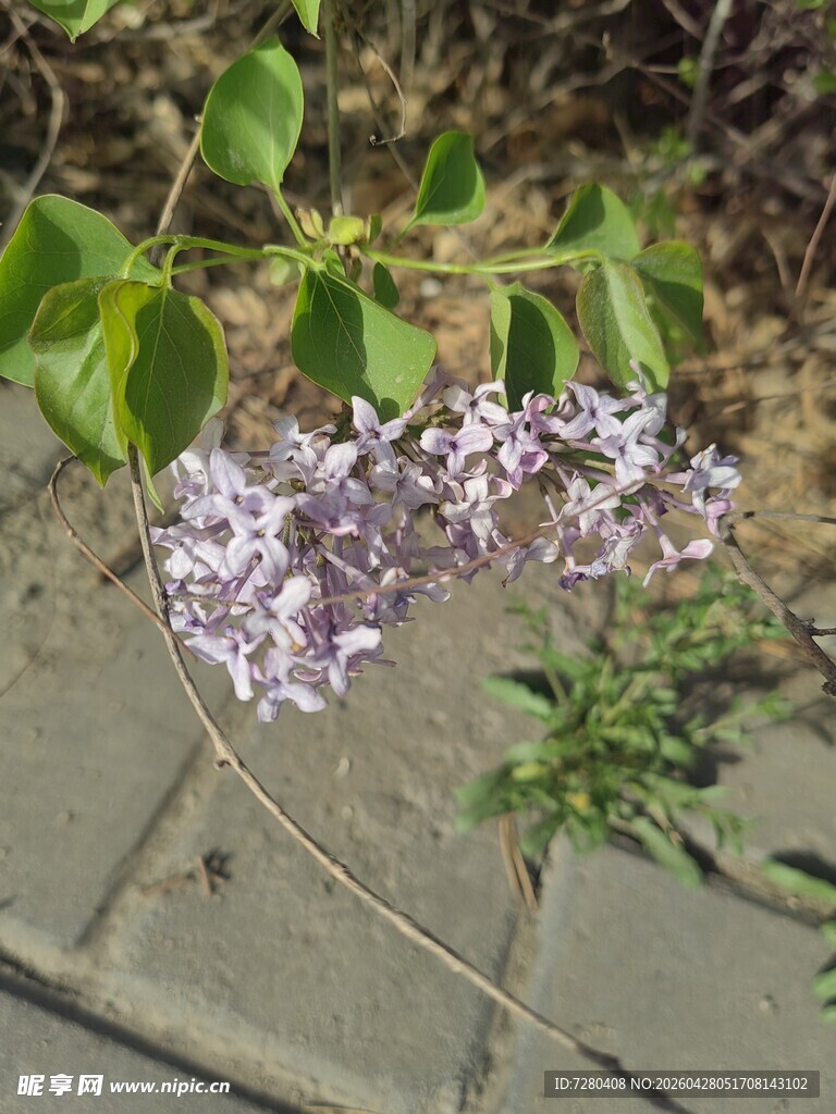 路边绽放的紫色丁香花