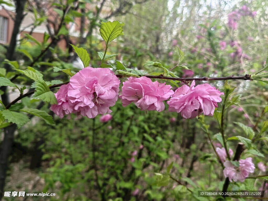 枝头绽放的娇艳粉色花朵