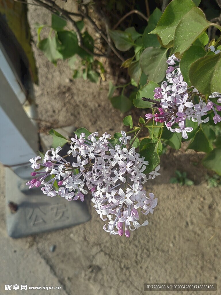 绽放的紫丁香花朵