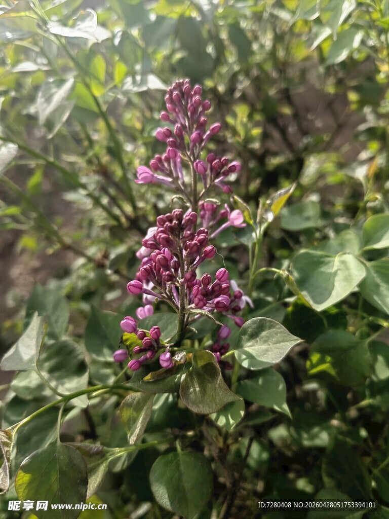 紫花绿叶植物特写